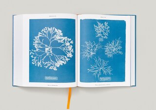 Sample content 2_Anna Atkins. Cyanotypes
