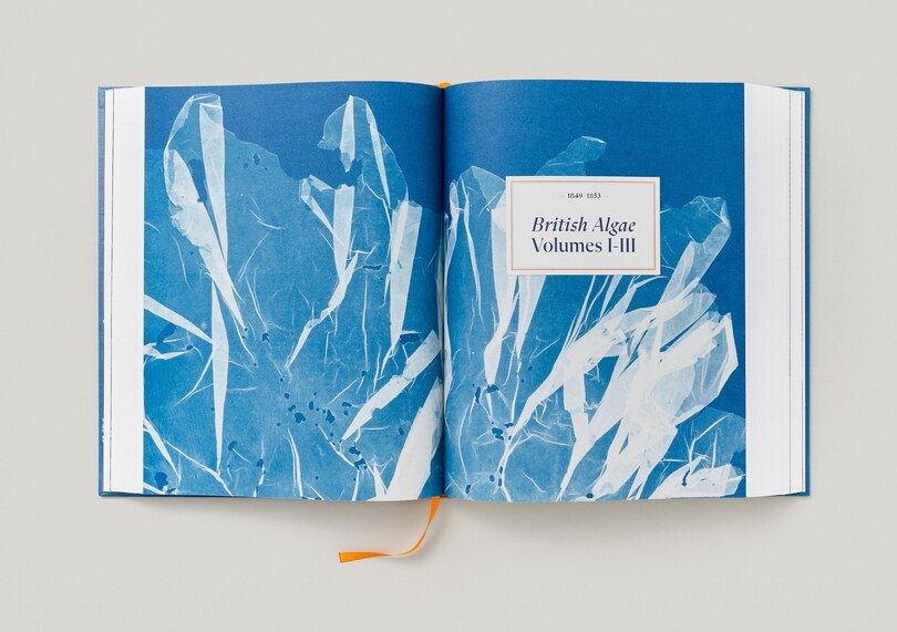 Sample content 3_Anna Atkins. Cyanotypes