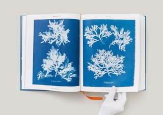 Sample content 4_Anna Atkins. Cyanotypes