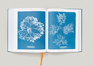 Sample content 2_Anna Atkins. Cyanotypes