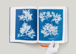 Sample content 4_Anna Atkins. Cyanotypes