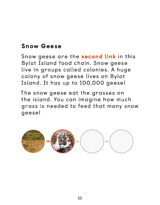 Sample content_Arctic Animal Food Chains
