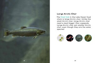 Sample content 3_Arctic Animal Food Chains