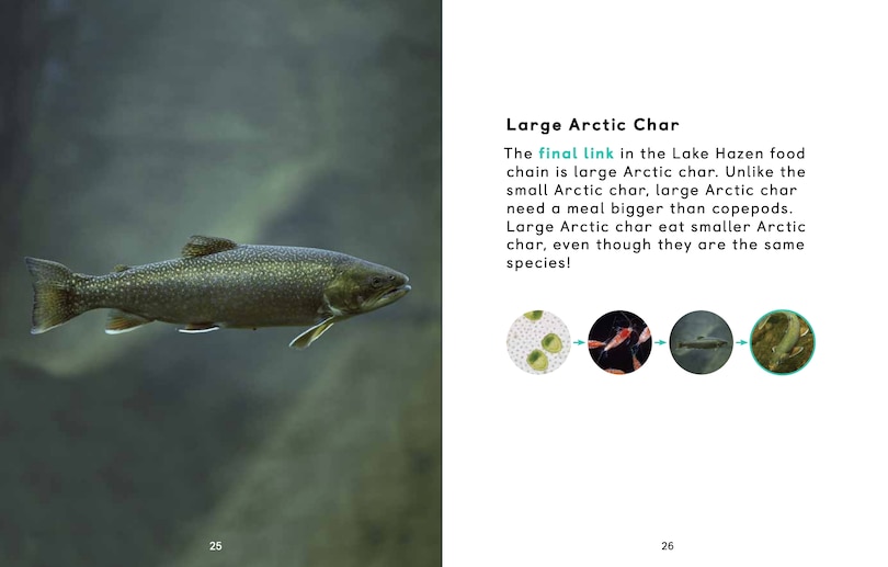 Sample content 3_Arctic Animal Food Chains