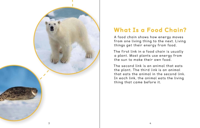 Sample content 4_Arctic Animal Food Chains