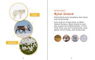 Sample content 5_Arctic Animal Food Chains