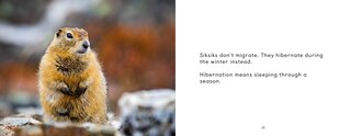 Sample content_Arctic Animal Migration