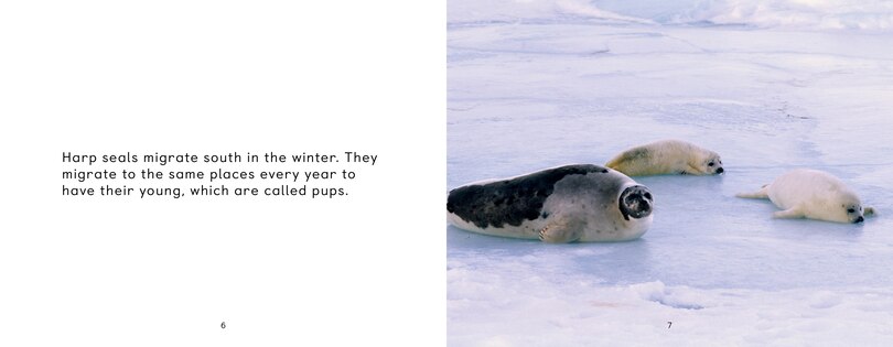 Sample content 3_Arctic Animal Migration