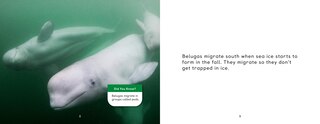 Sample content 4_Arctic Animal Migration
