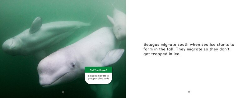 Sample content 4_Arctic Animal Migration