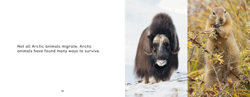 Sample content 5_Arctic Animal Migration