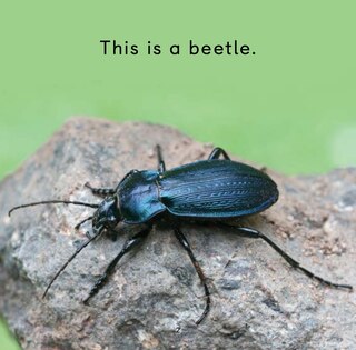 Sample content 2_Arctic Bugs