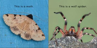 Sample content 4_Arctic Bugs