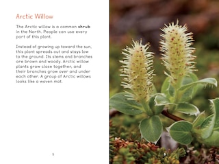 Sample content 2_Arctic Plants: An Introduction To Edible And Medicinal Plants Of The North