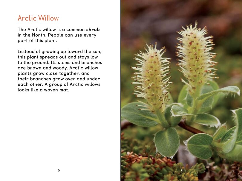 Sample content 2_Arctic Plants: An Introduction To Edible And Medicinal Plants Of The North