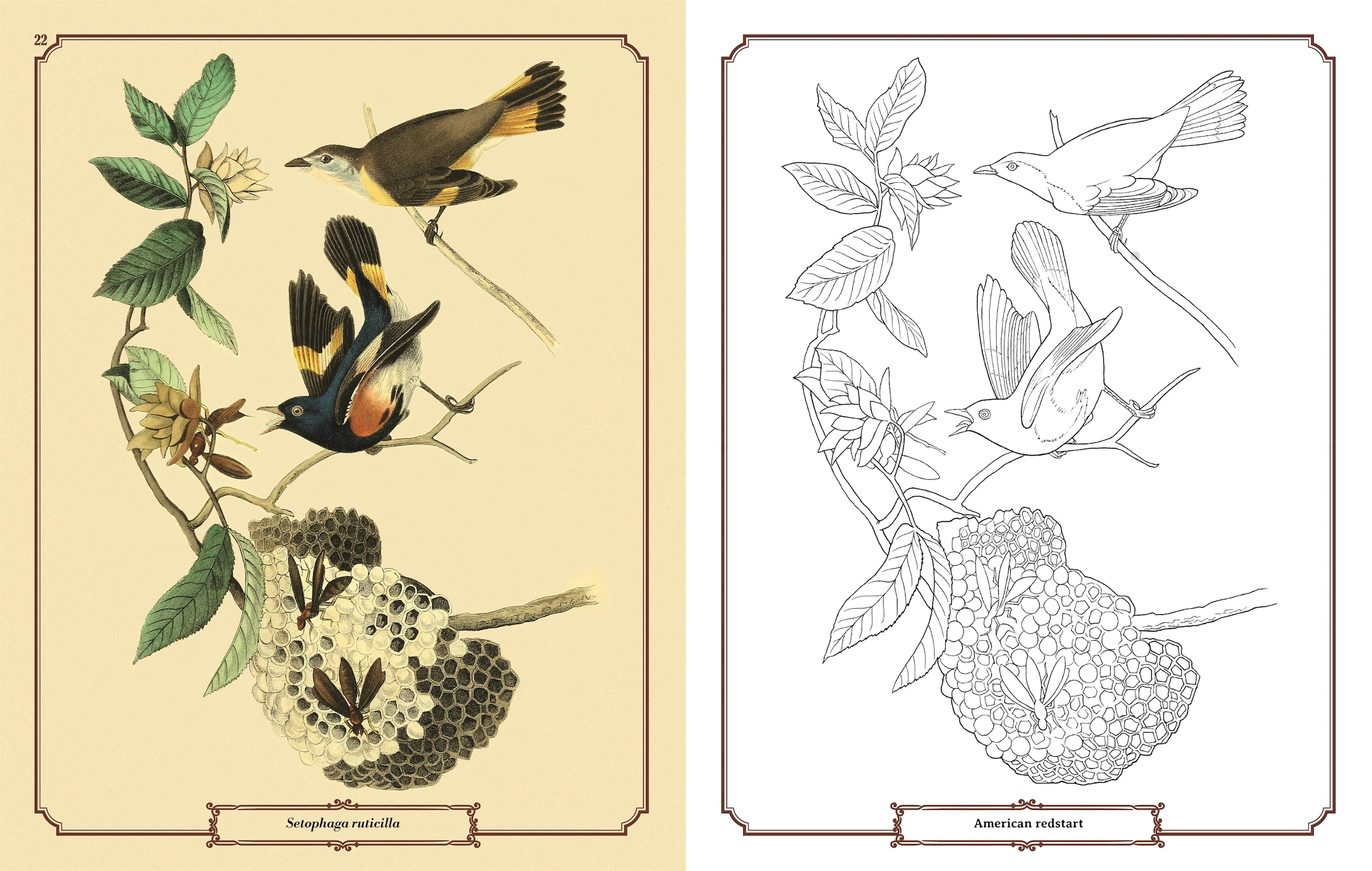 Audubon Birds Colouring Kit: Includes A 64-page Book, 6 Frameable
