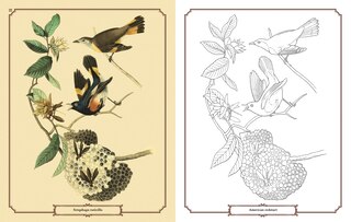 Aperçu du contenu 2_Audubon Birds Colouring Kit