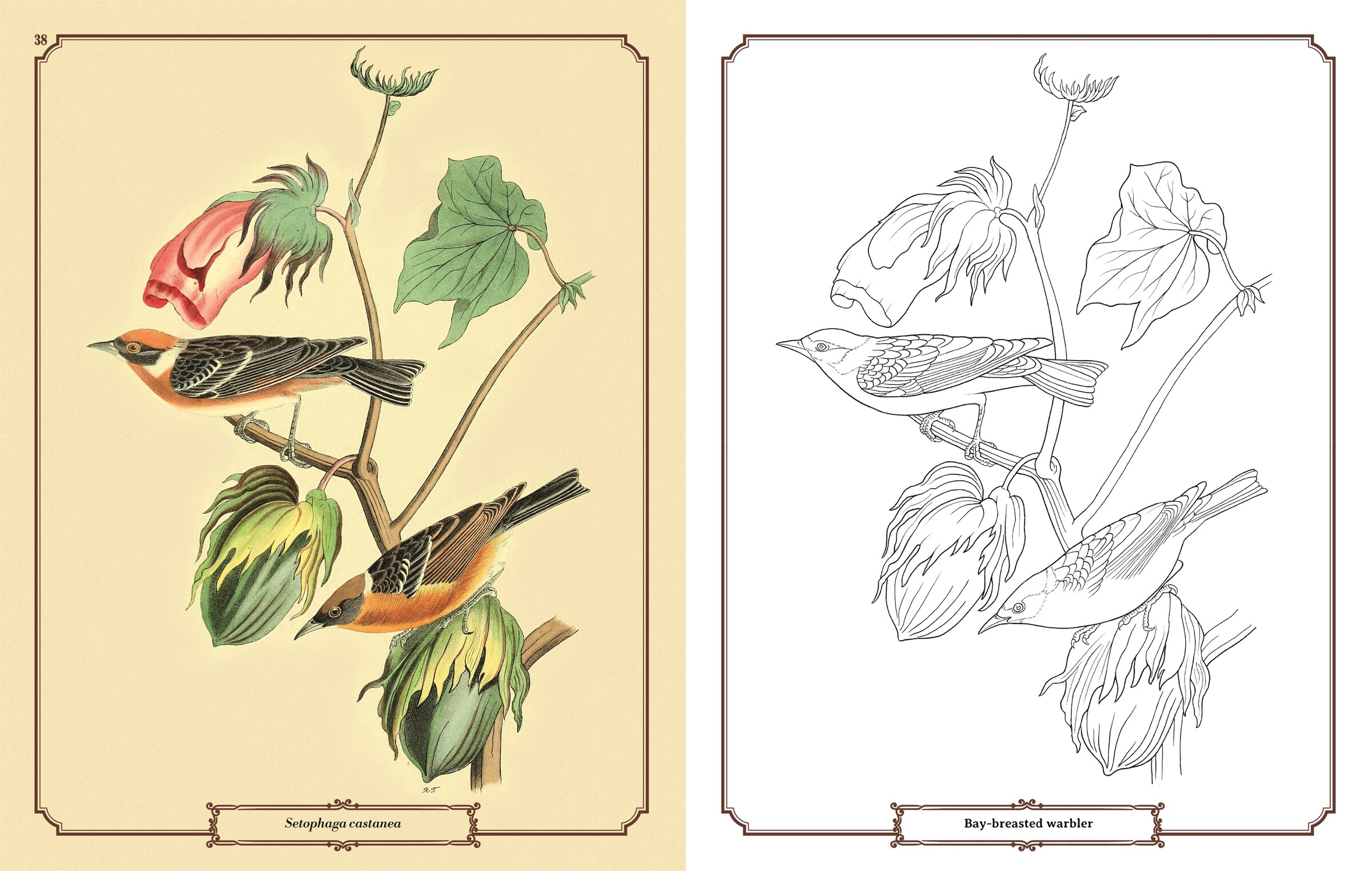 Audubon Birds Colouring Kit: Includes A 64-page Book, 6 Frameable