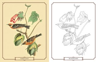 Aperçu du contenu 3_Audubon Birds Colouring Kit