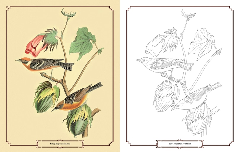 Aperçu du contenu 3_Audubon Birds Colouring Kit