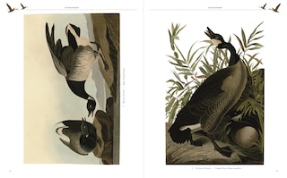 Sample content_AUDUBONS BIRDS OF AMERICA