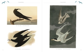 Sample content 2_AUDUBONS BIRDS OF AMERICA