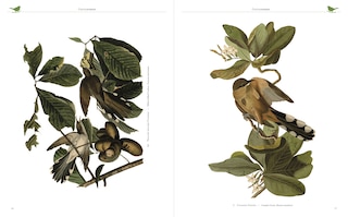 Sample content 3_AUDUBONS BIRDS OF AMERICA
