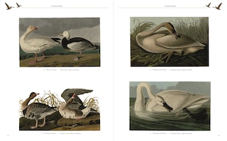Sample content 4_AUDUBONS BIRDS OF AMERICA