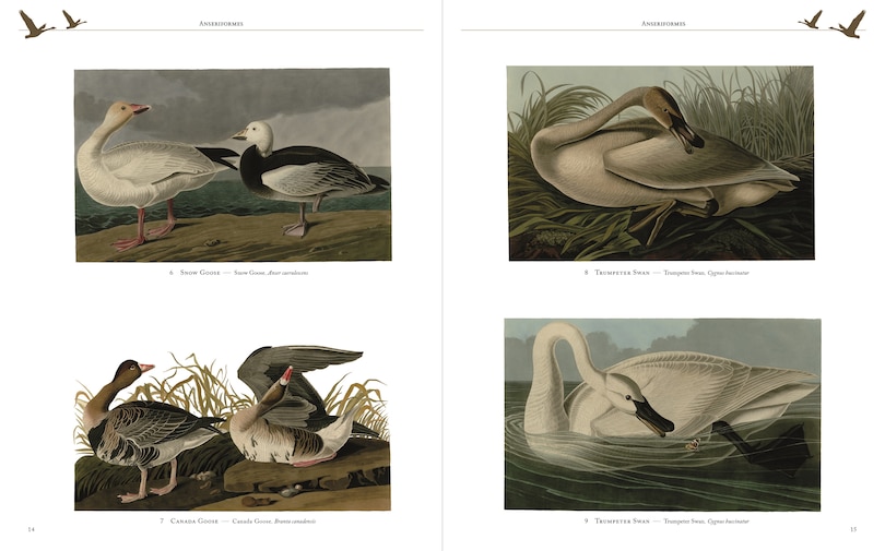 Sample content 4_AUDUBONS BIRDS OF AMERICA