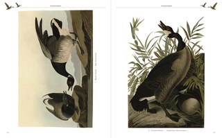 Sample content 5_AUDUBONS BIRDS OF AMERICA