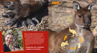 Aper&ccedil;u du contenu_Awesome Australian Animals