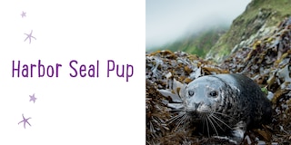 Sample content 2_Babies Of The Great Bear Rainforest