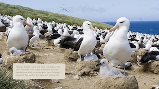 Aper&ccedil;u du contenu 2_Baby Animals with Their Families