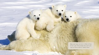 Aper&ccedil;u du contenu 3_Baby Animals with Their Families