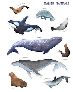 Aper&ccedil;u du contenu_Backpack Explorer Stickers: Ocean Adventure