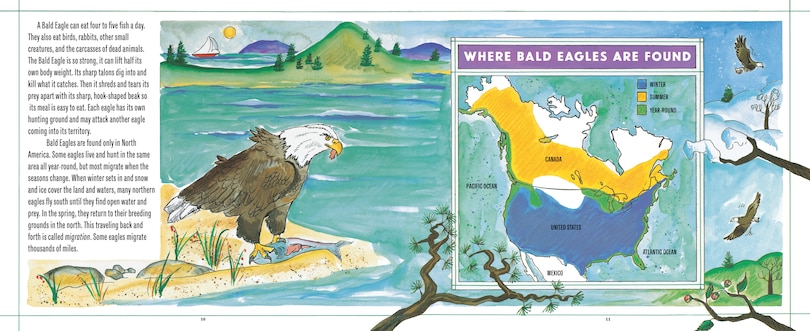 Aper&ccedil;u du contenu 4_Bald Eagles