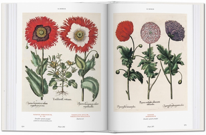 Sample content_Basilius Besler. Florilegium. The Book Of Plants