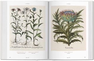 Sample content 2_Basilius Besler. Florilegium. The Book Of Plants