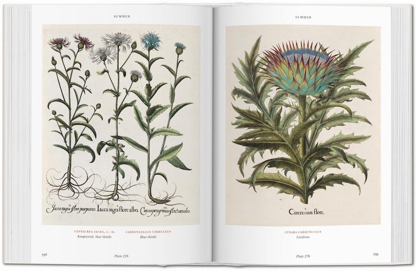 Sample content 2_Basilius Besler. Florilegium. The Book Of Plants