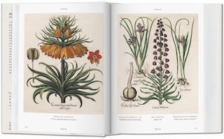Sample content 3_Basilius Besler. Florilegium. The Book Of Plants