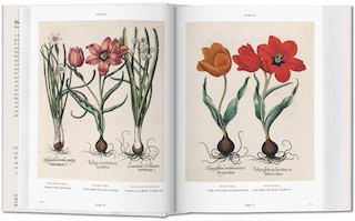 Sample content 4_Basilius Besler. Florilegium. The Book Of Plants