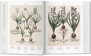 Sample content 5_Basilius Besler. Florilegium. The Book Of Plants