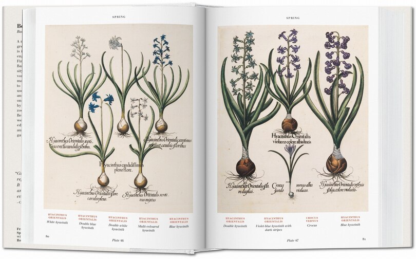 Sample content 5_Basilius Besler. Florilegium. The Book Of Plants