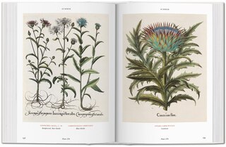 Sample content 2_Basilius Besler. L'herbier. Hortus Eystettensis