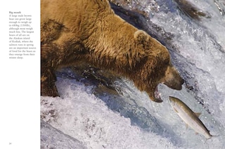 Sample content_Bears