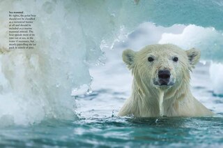 Sample content 2_Bears