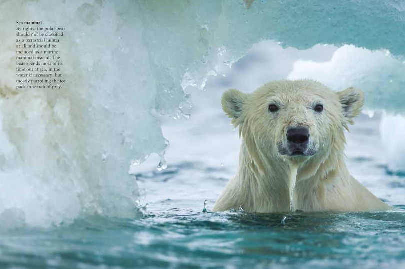 Sample content 2_Bears