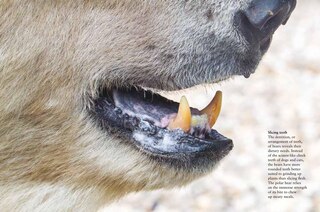 Sample content 3_Bears