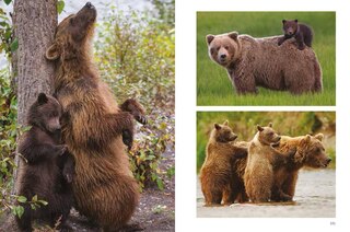 Sample content 4_Bears