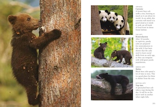Sample content 5_Bears